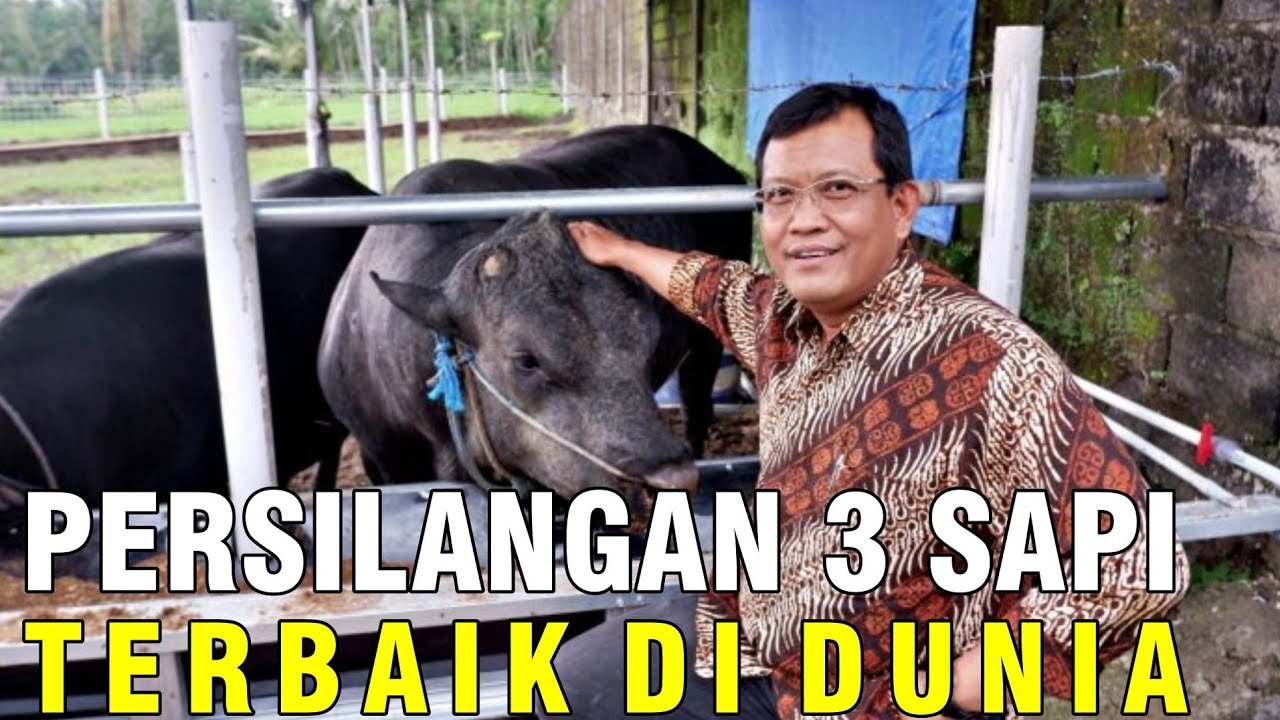 
                                 Perkembangan-Riset-Sapi-Gama-Persilangan-Asli-Indonesia